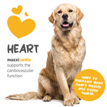 maxxipaws® - maxxicardio for dogs