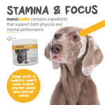 maxxipaws® - maxxicardio for dogs